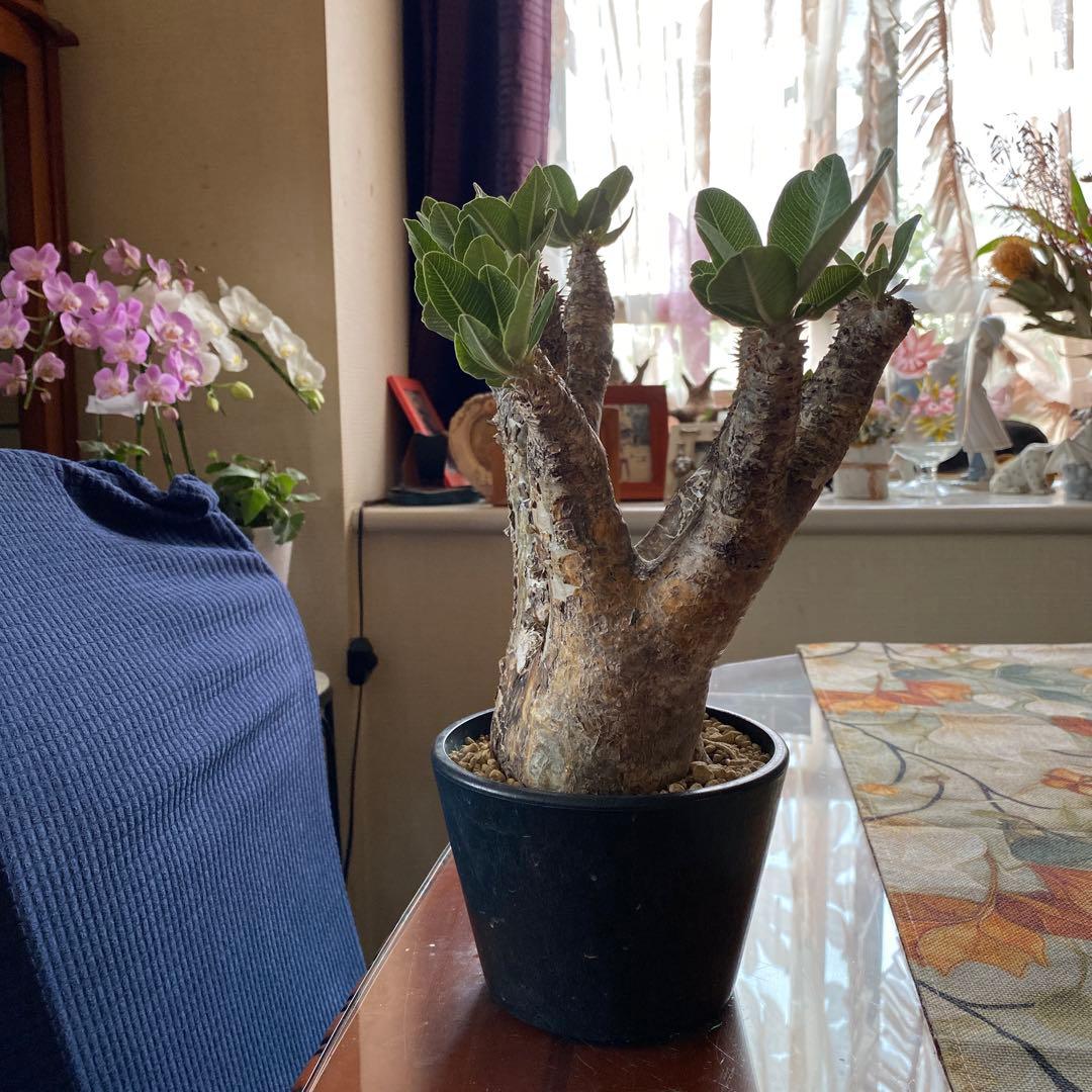 希少 イノピナツム多頭 大 現地球