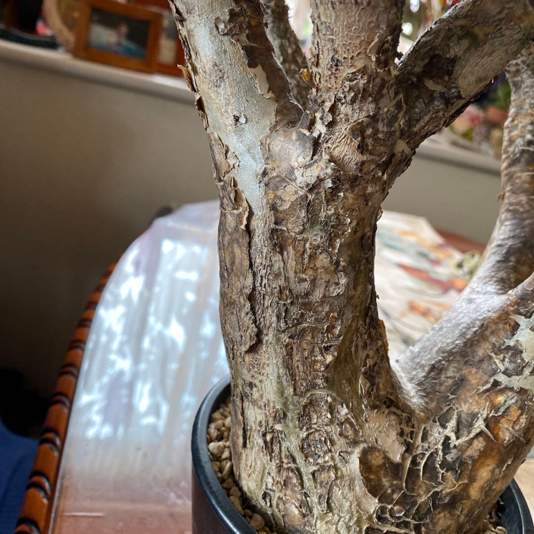 希少 イノピナツム多頭 大 現地球