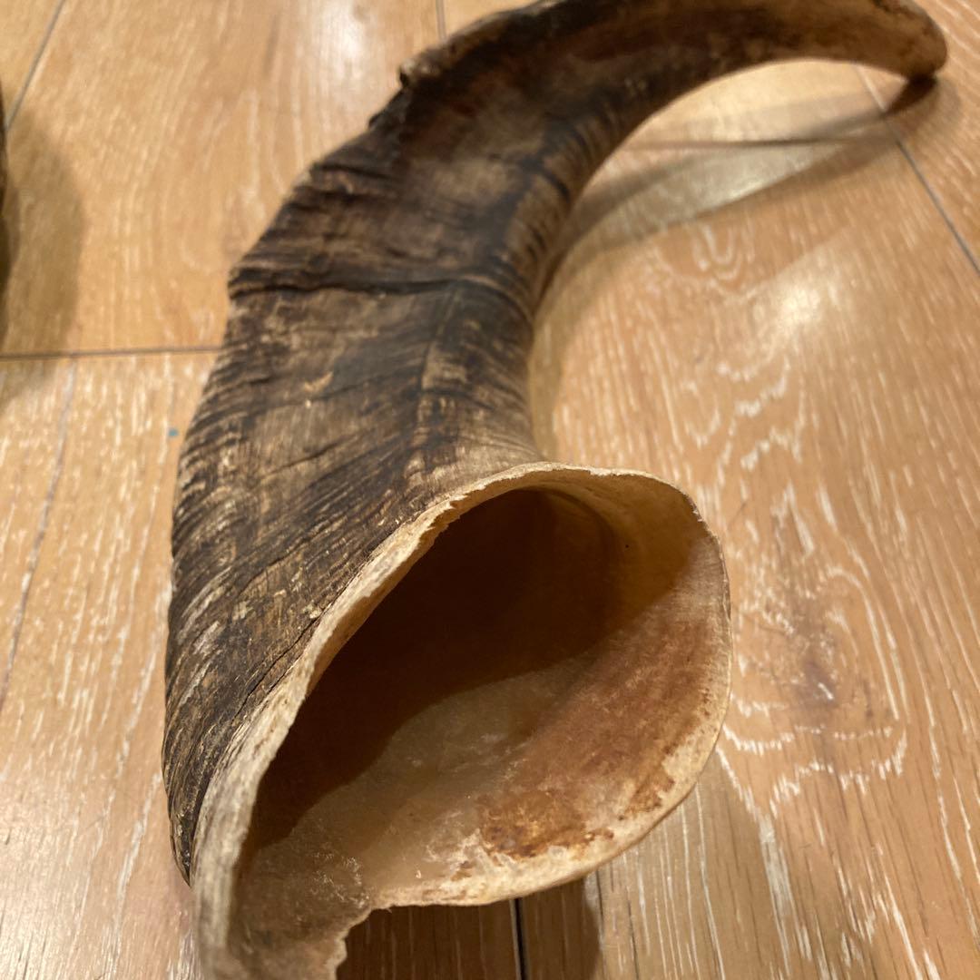 天然素材 山羊の角
