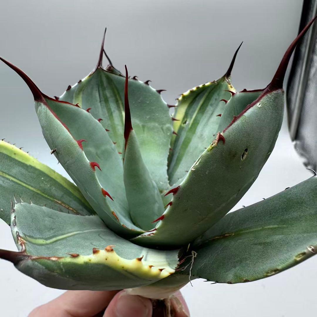 A*3様 多肉植物 アガベ パリー　変異株　コレクション株