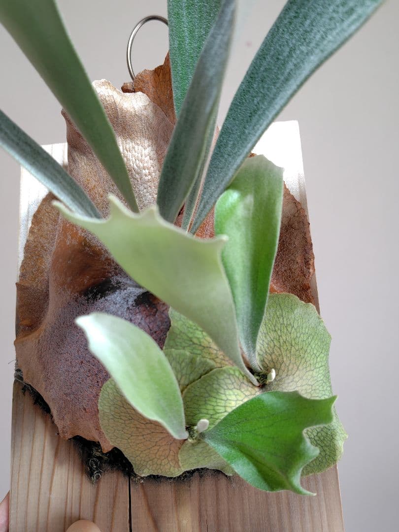 ビカクシダ　ぴょん吉