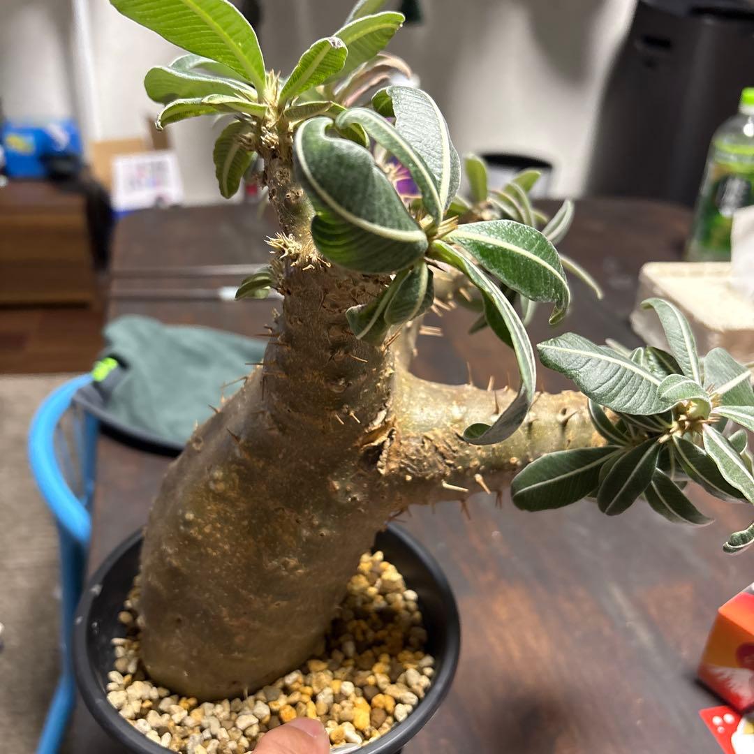 パキポディウムマカイエンセ塊根植物