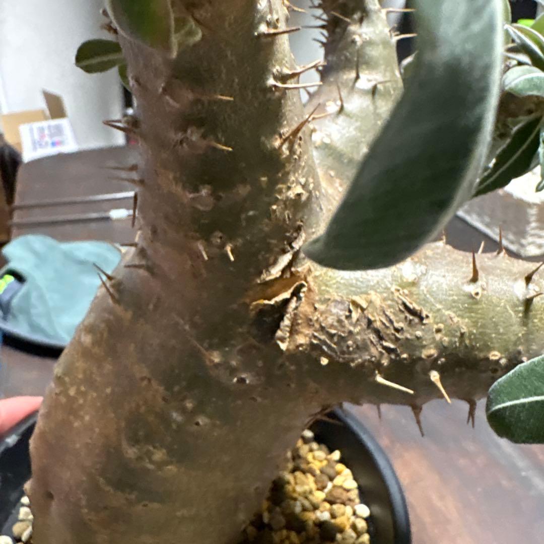 パキポディウムマカイエンセ塊根植物