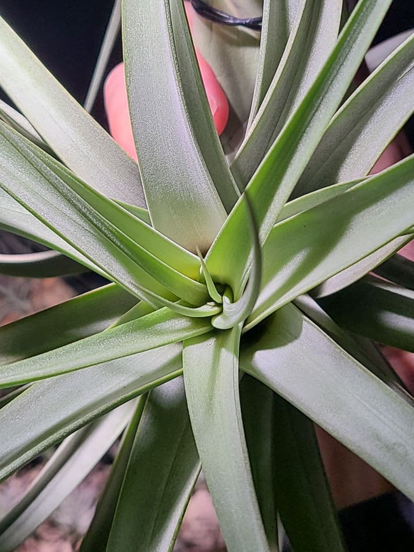 プルメリア ページ