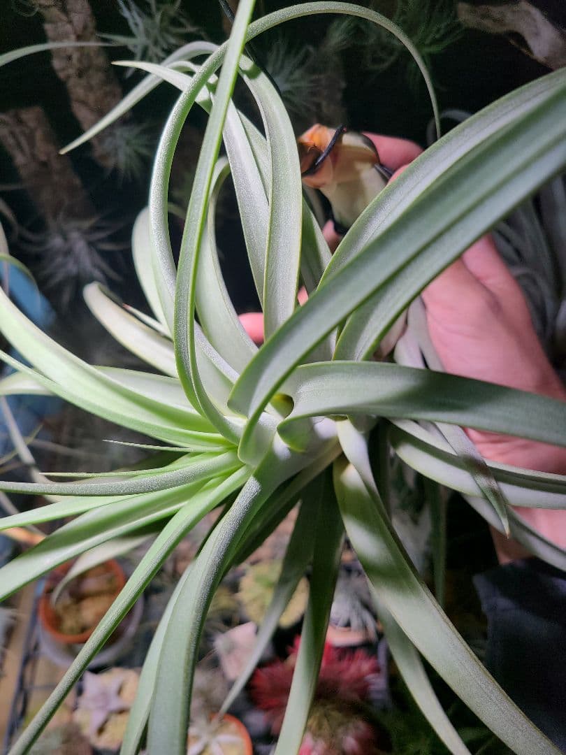 プルメリア ページ