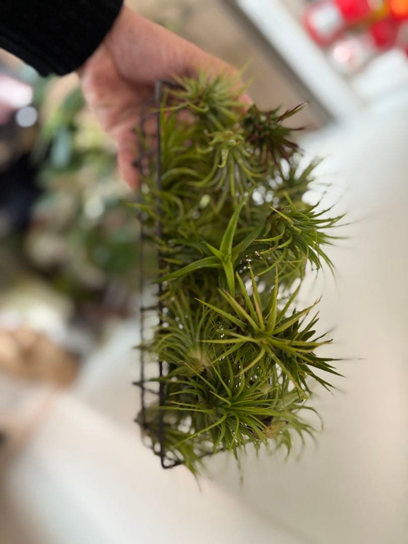 エアープランツ 3株セット