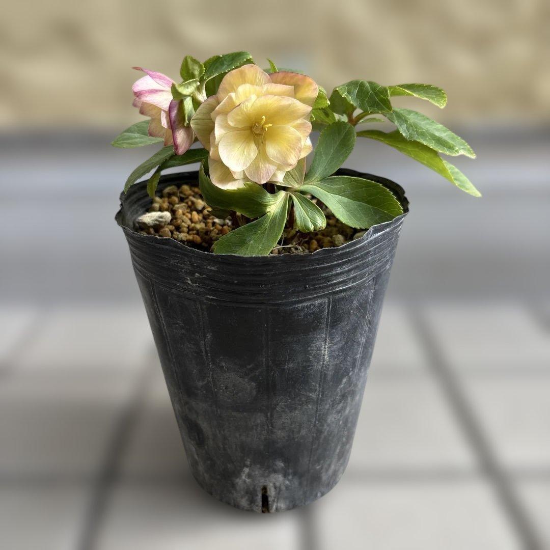 マリアルーベンス交配　加藤農園　クリスマスローズ　開花株　匿名発送　交配タグ付き