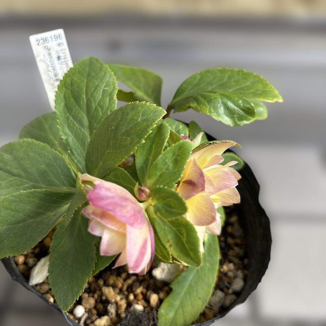 マリアルーベンス交配　加藤農園　クリスマスローズ　開花株　匿名発送　交配タグ付き