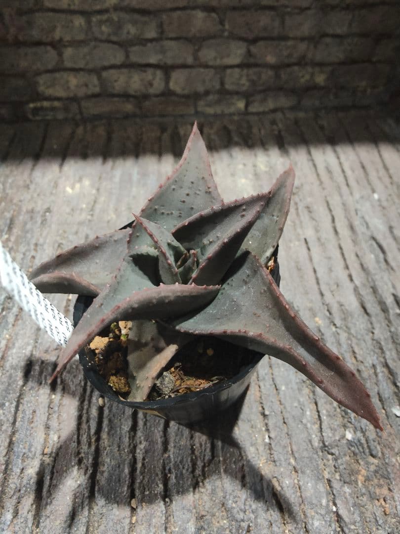 アロエ×ガステリア　十兵衛×カスティロニアエ　黒肌　異種配合　激レア個体　札付き