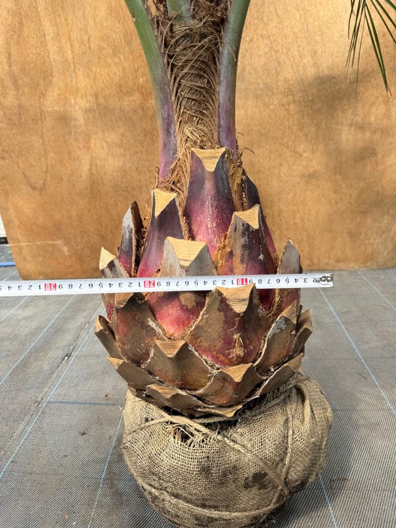 ココスヤシシルバーリーフ【極太】葉先190cm幹回り90cm 幹高40cm