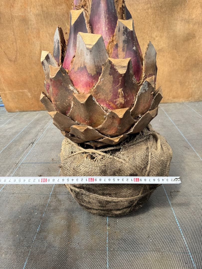 ココスヤシシルバーリーフ【極太】葉先190cm幹回り90cm 幹高40cm