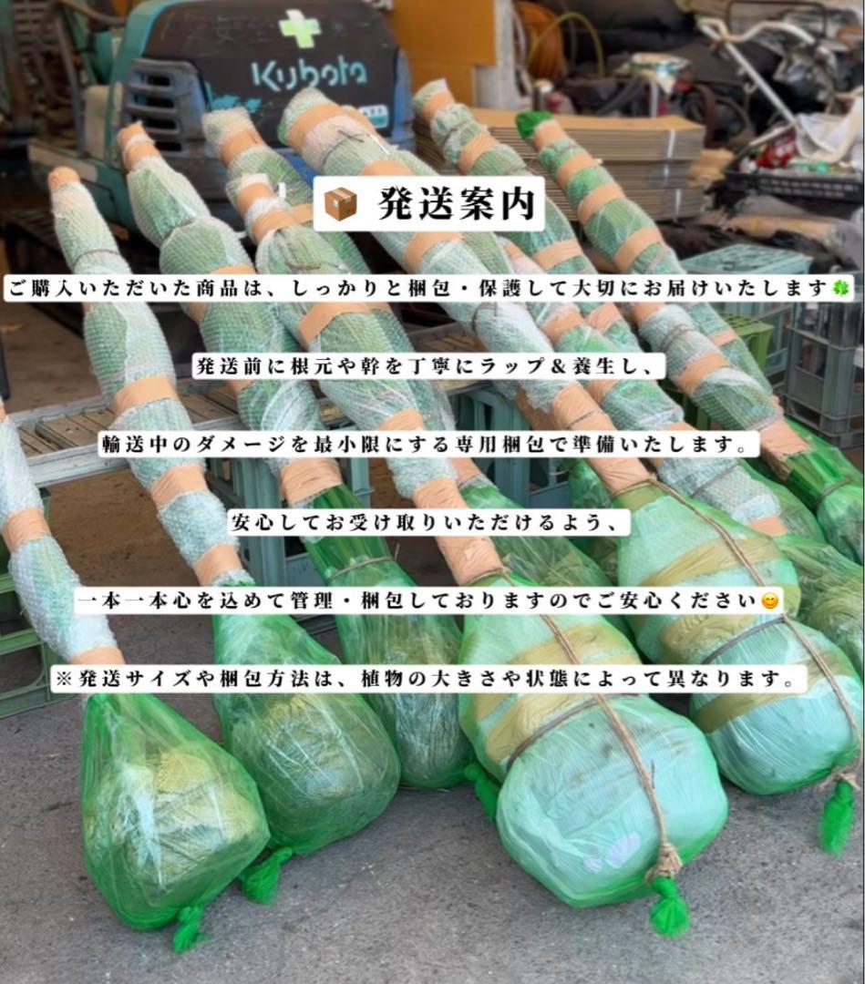 ココスヤシシルバーリーフ【極太】葉先190cm幹回り90cm 幹高40cm