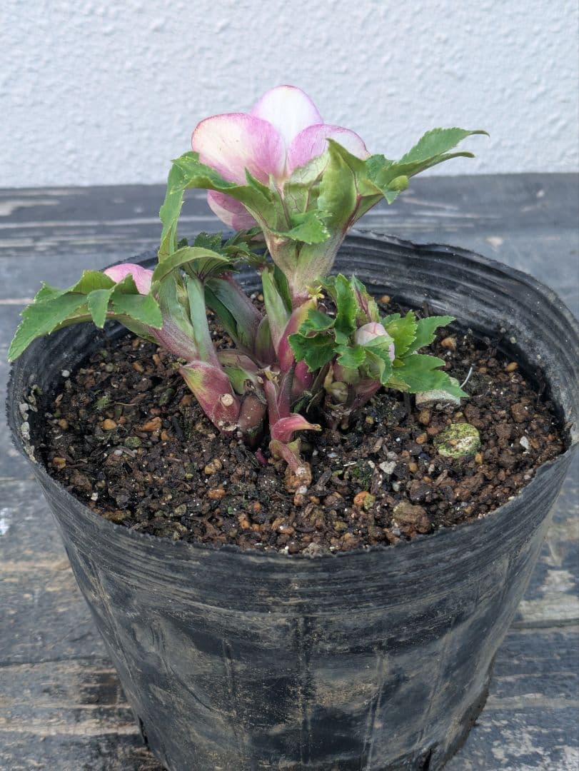 【広瀬園芸】クリスマスローズ ソレイユ系 オーレアdd リバーシブル