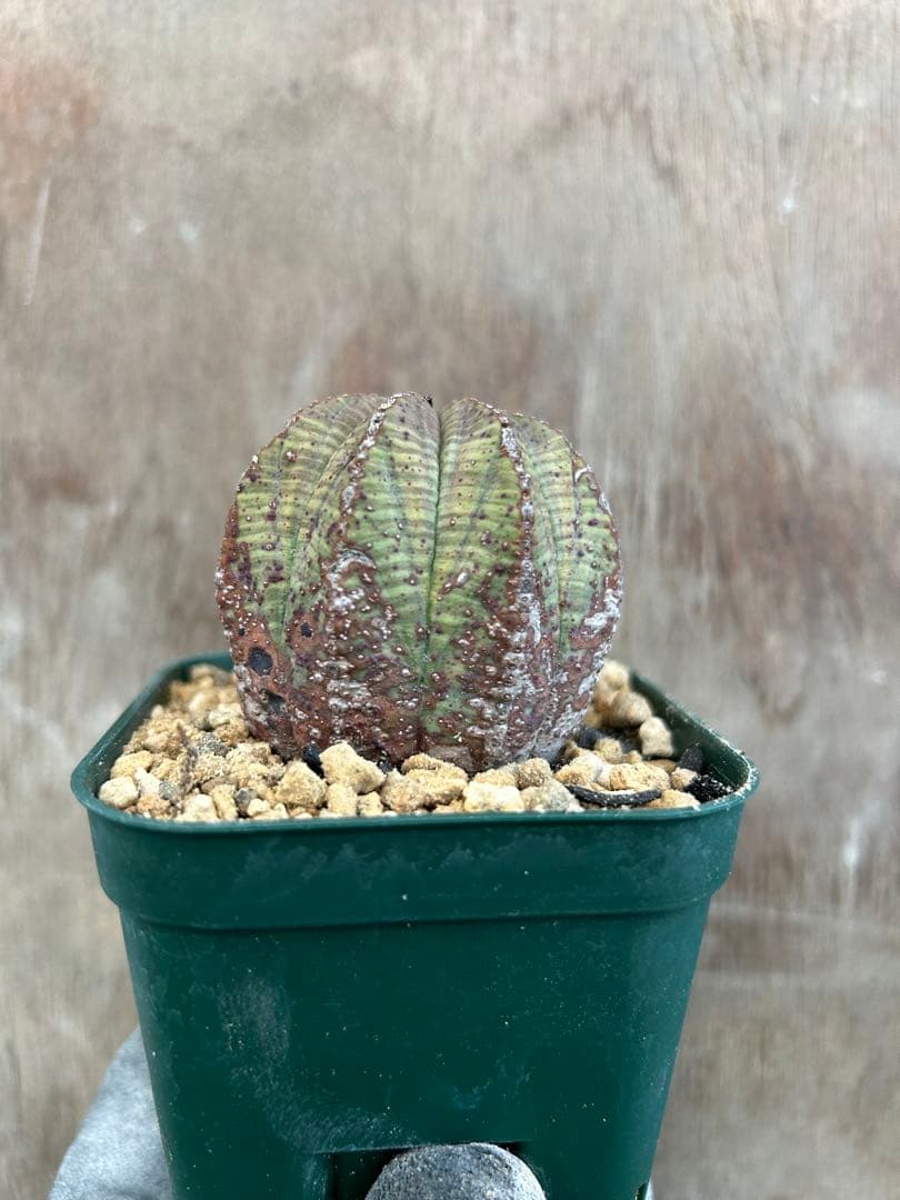 ユーフォルビアオベサ2株セット