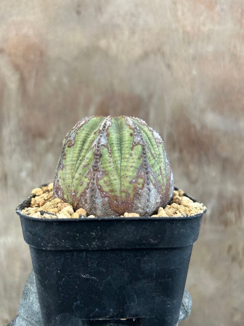 ユーフォルビアオベサ2株セット