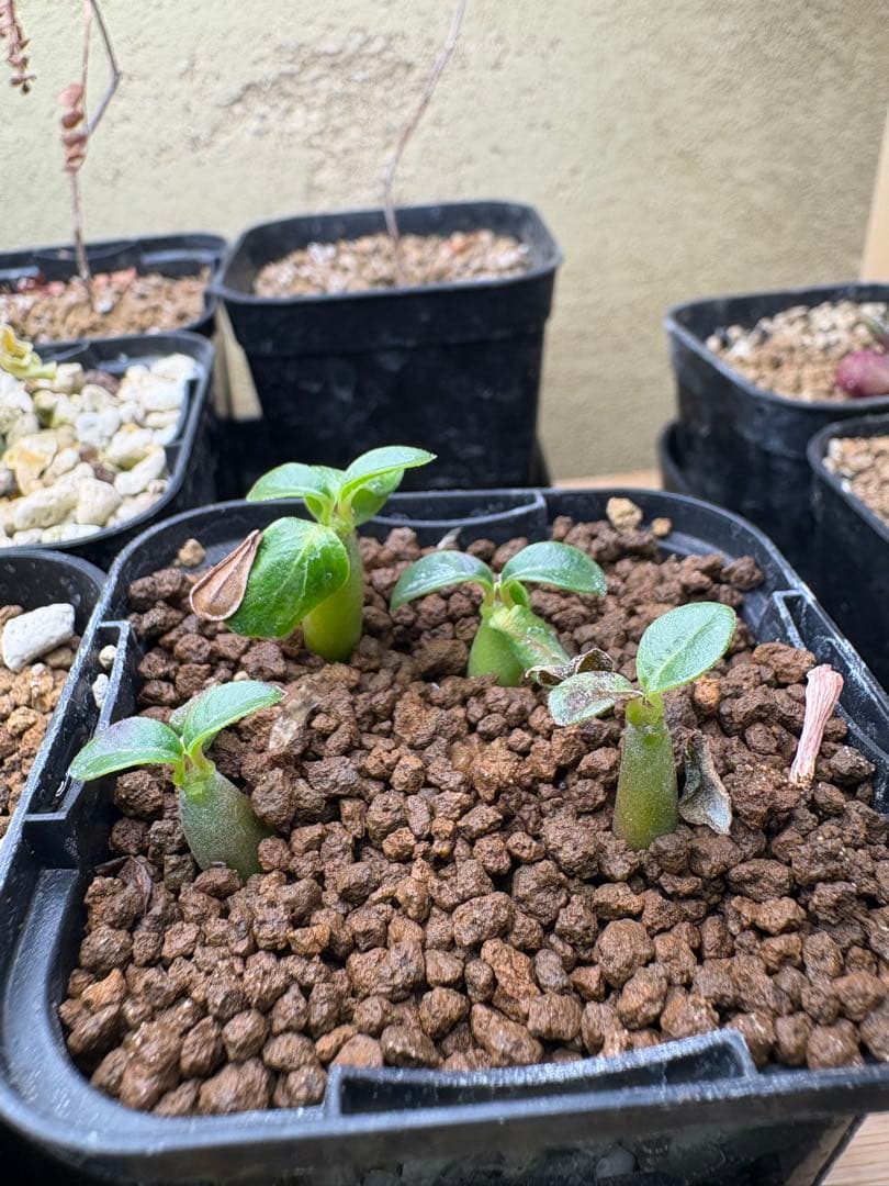 ウィンゾリー 国内実生株