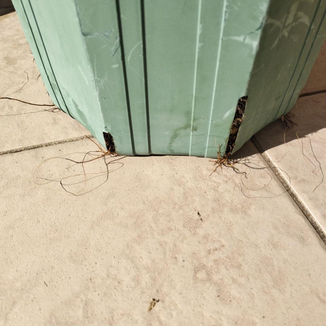 和バラ　あお〇　接木大苗　入手困難　希少　四季咲き　バラ　苗