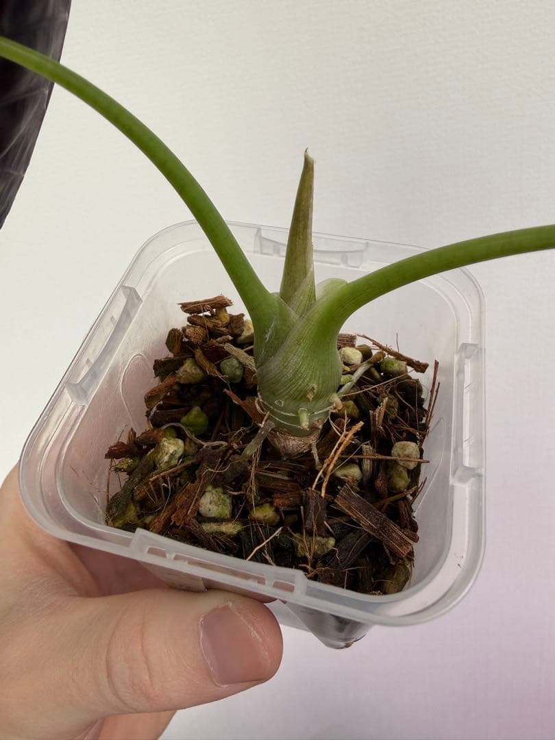 アロカシア5種+リーガルシールズオーレア斑入り小芋１つ