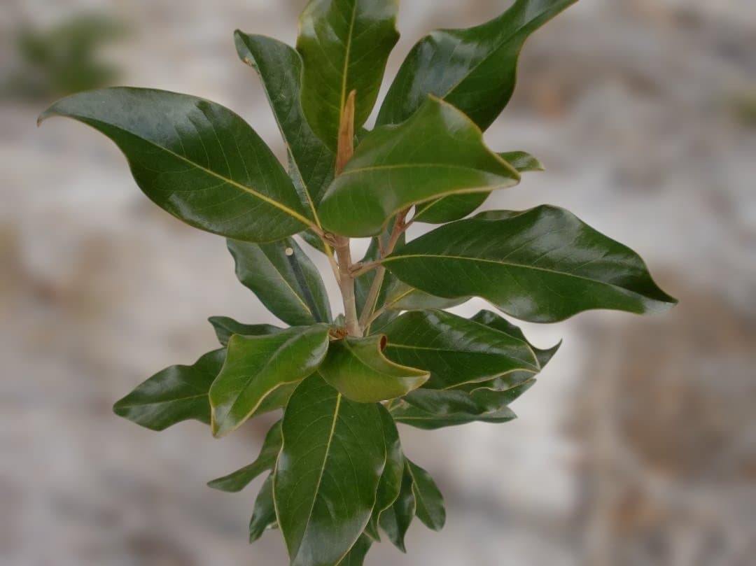 タイサンボク　ケイパレス