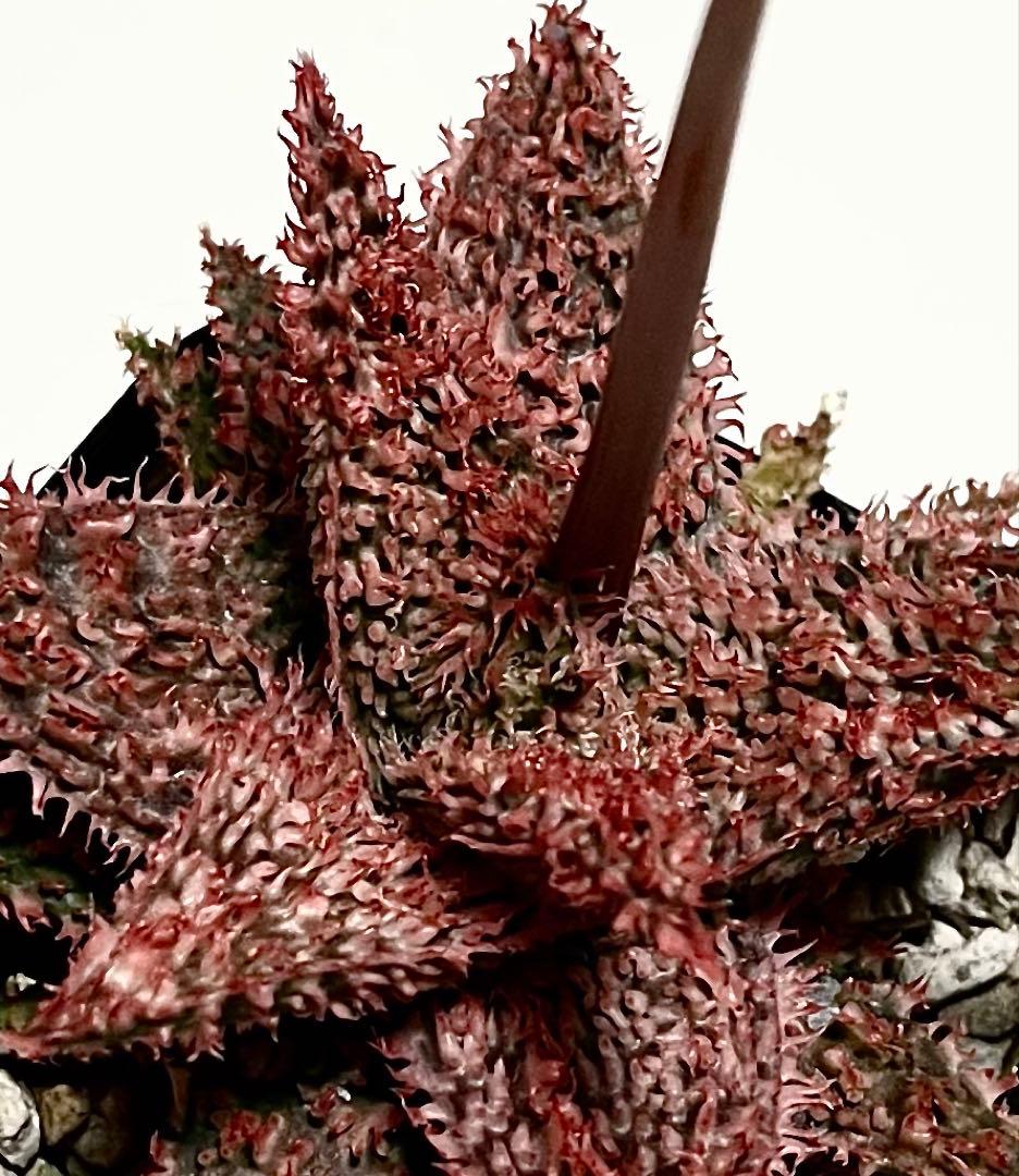 速達付き◾️アロエ TCT ハイブリッド【親株】第四種郵Aloeアロエ