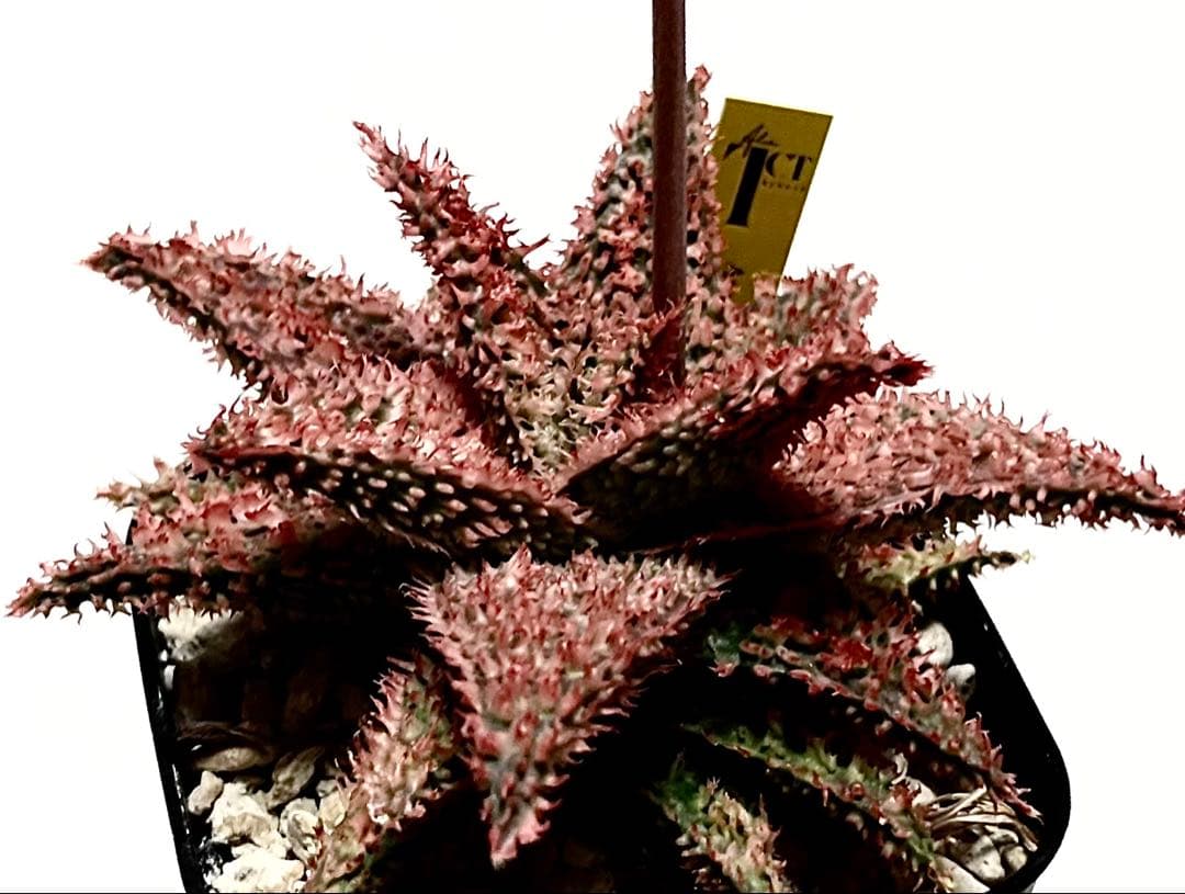 速達付き◾️アロエ TCT ハイブリッド【親株】第四種郵Aloeアロエ