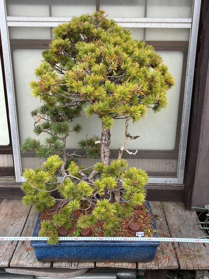 ★盆栽★ 赤石五葉松　E12- 樹齢100年以上　★愛媛県より発送★