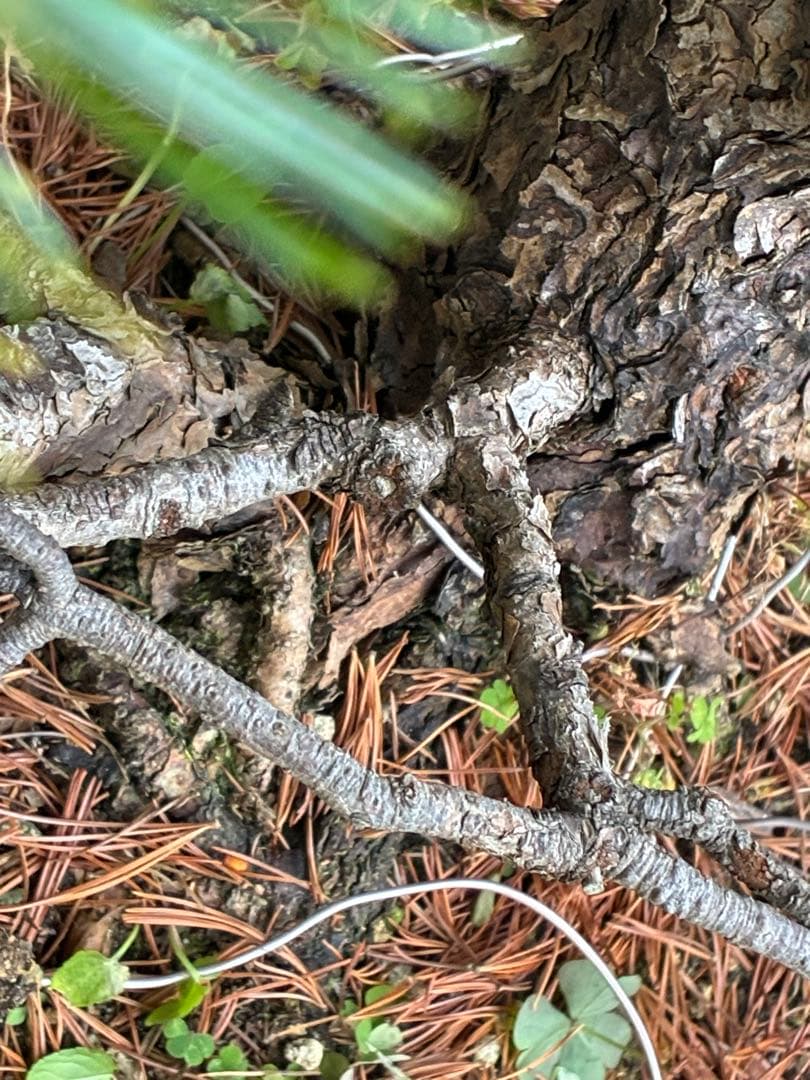 ★盆栽★ 赤石五葉松　E12- 樹齢100年以上　★愛媛県より発送★
