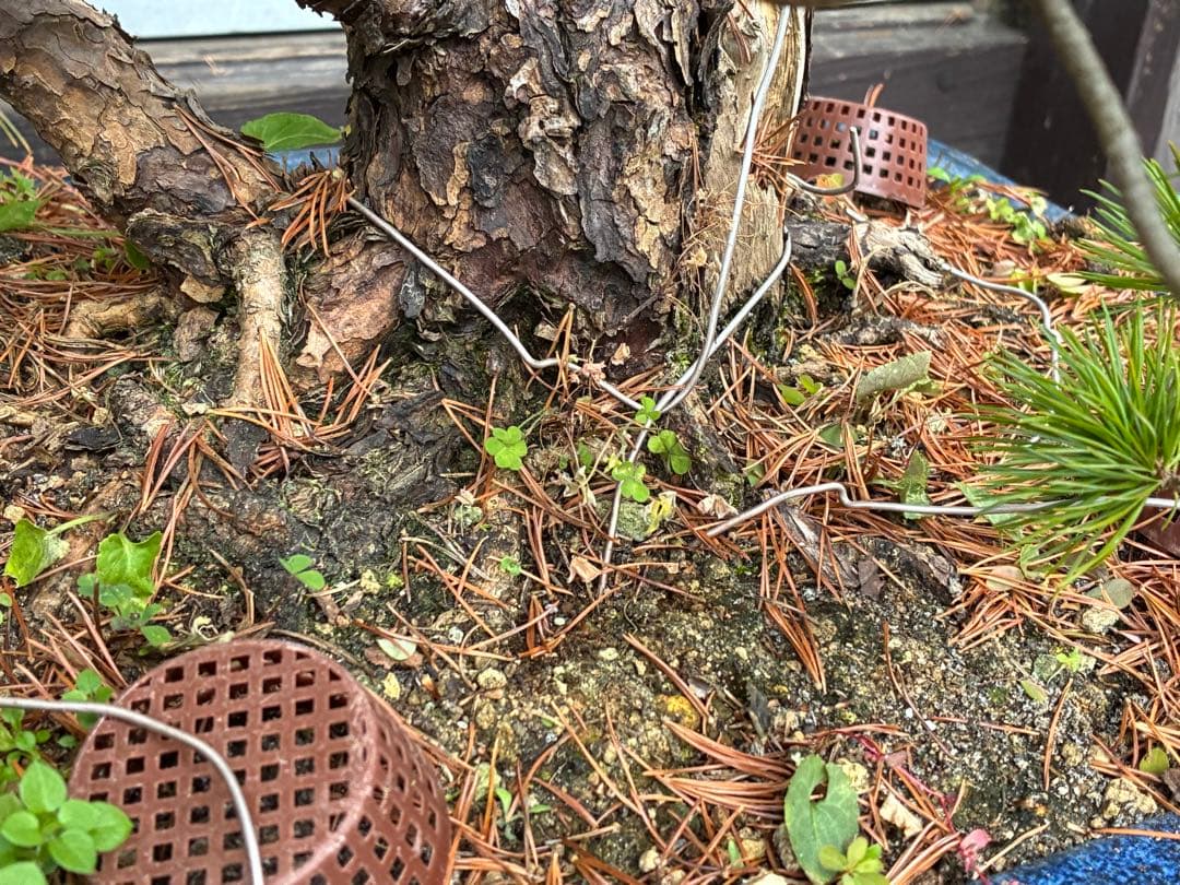 ★盆栽★ 赤石五葉松　E12- 樹齢100年以上　★愛媛県より発送★