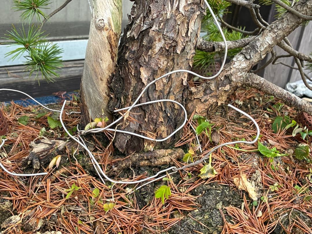 ★盆栽★ 赤石五葉松　E12- 樹齢100年以上　★愛媛県より発送★