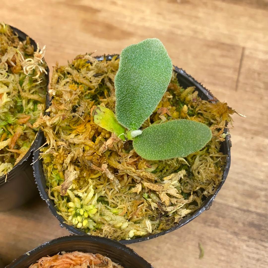 Connect/Link様リクエスト　ビカクシダ胞子培養子株お得6種＋8種