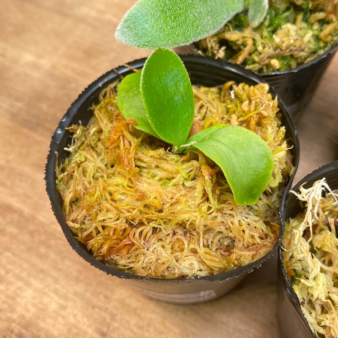 Connect/Link様リクエスト　ビカクシダ胞子培養子株お得6種＋8種