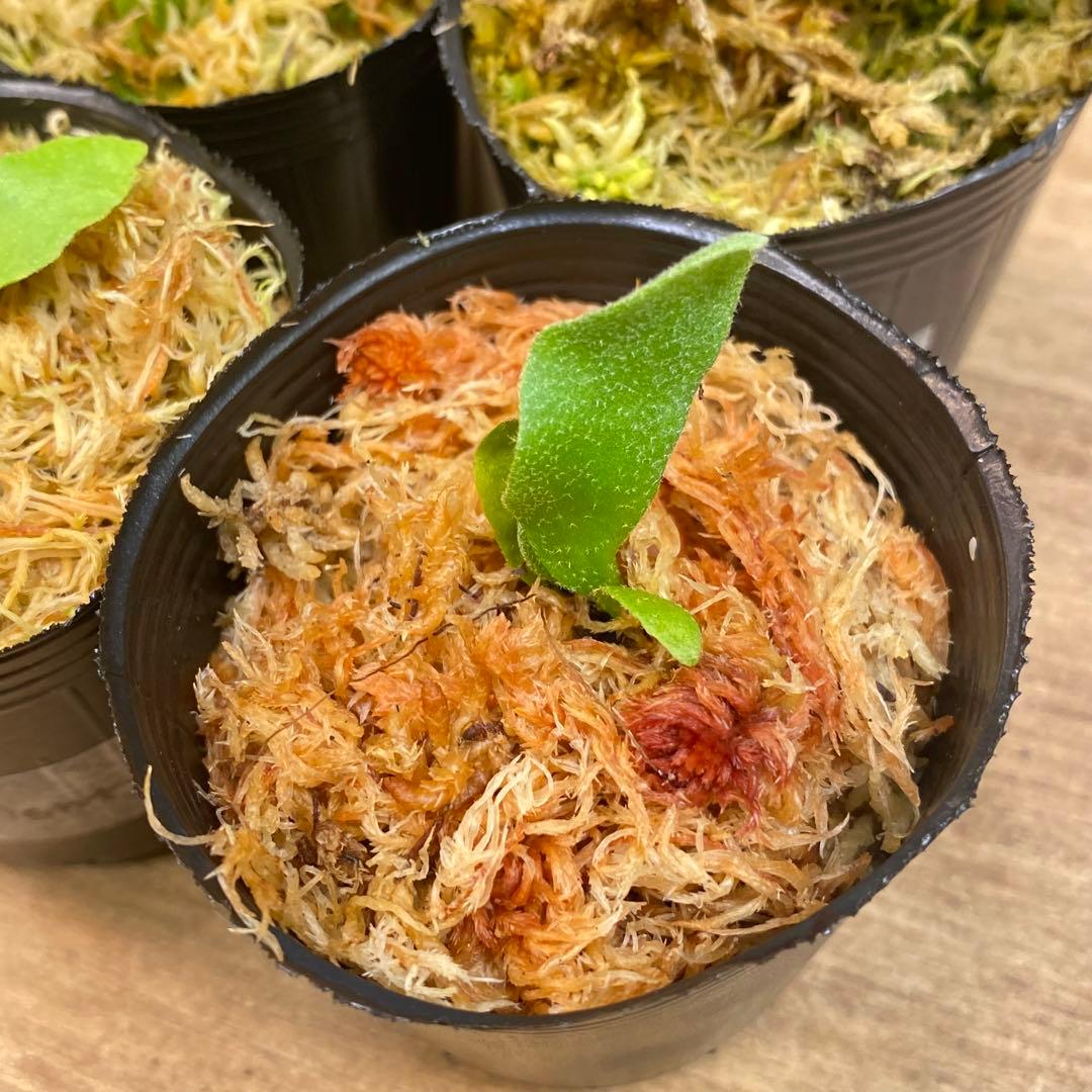 Connect/Link様リクエスト　ビカクシダ胞子培養子株お得6種＋8種