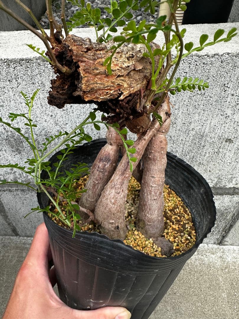 パキプス 根差し 特大 発根済