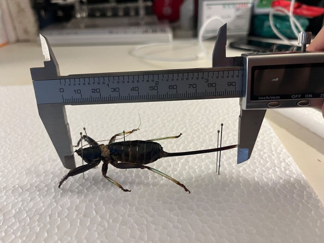 【94mm♀】マッチョキリギリス コロギス リオック　昆虫標本