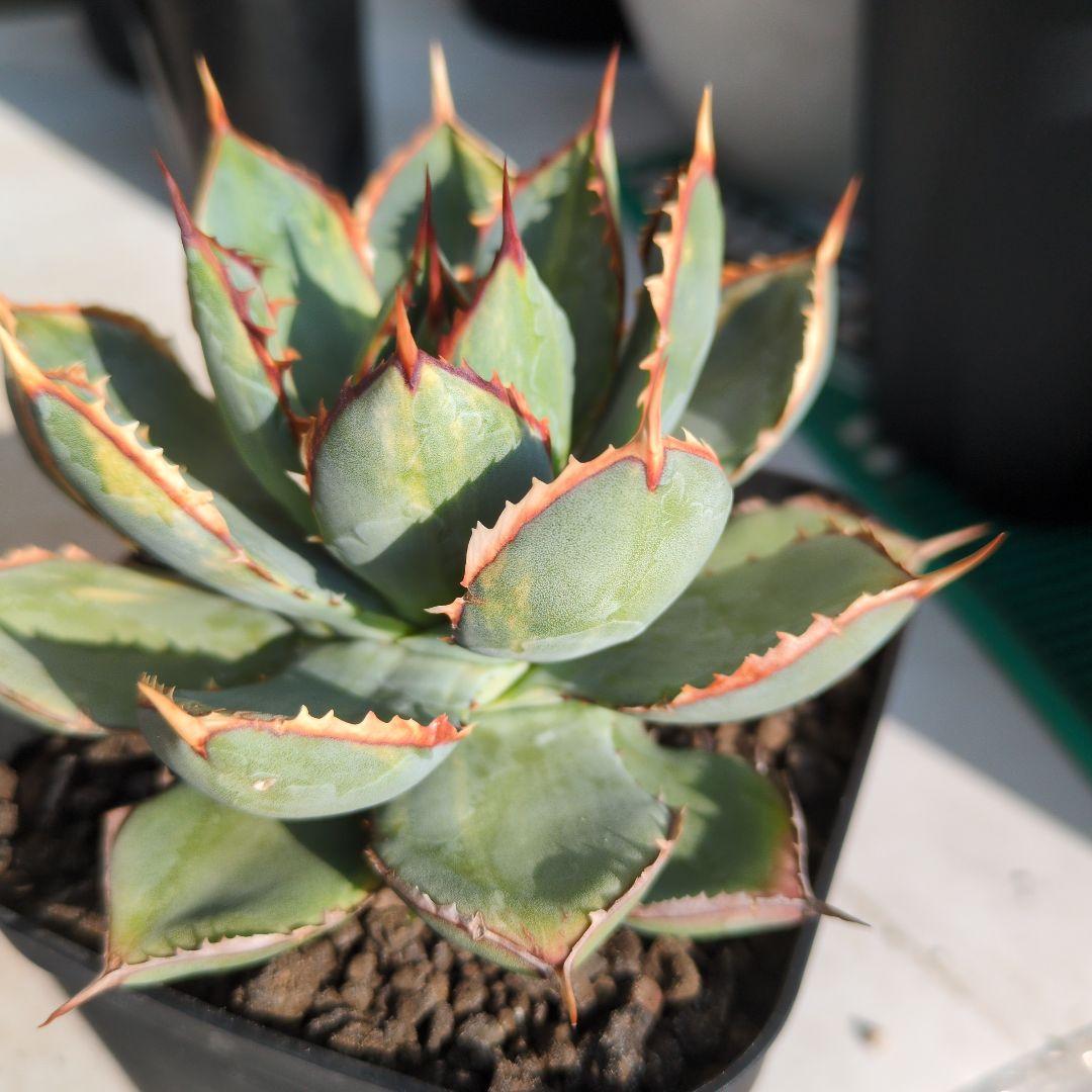 アガベ　ハイブリッド　瀧雷☓甲蟹　縞斑　斑入り　希少　子株付き