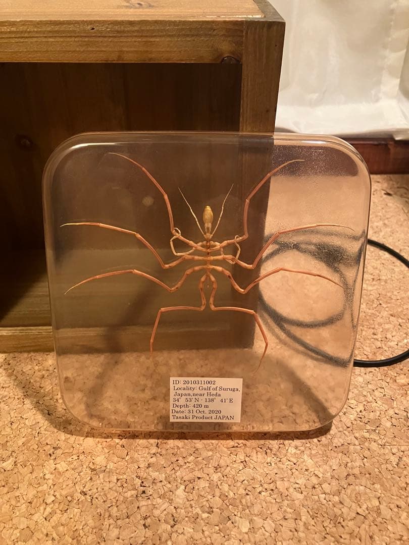 ウミグモ　深海生物樹脂封入標本 LEDライト付き 木製ケース
