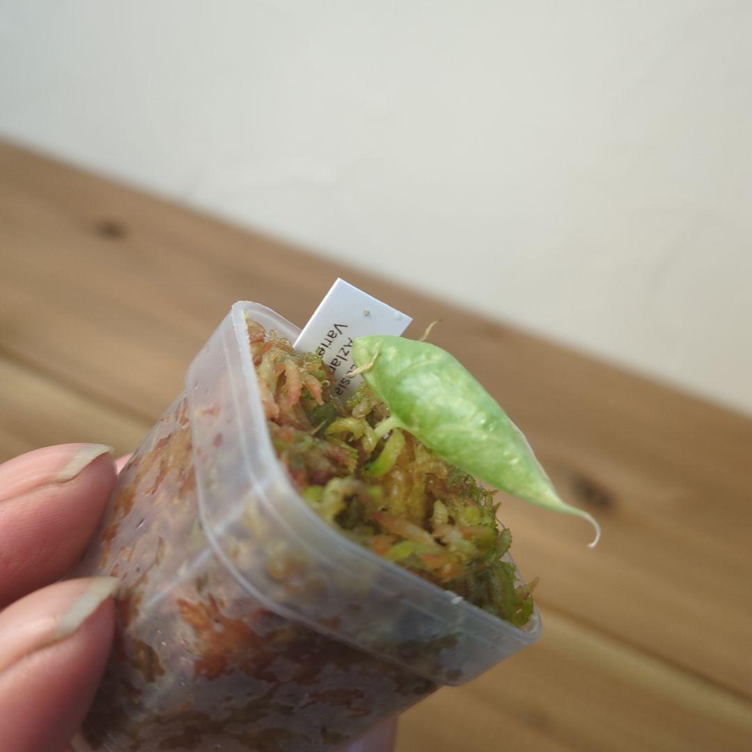 り*く様 2 Alocasia azlanii aurea varigated