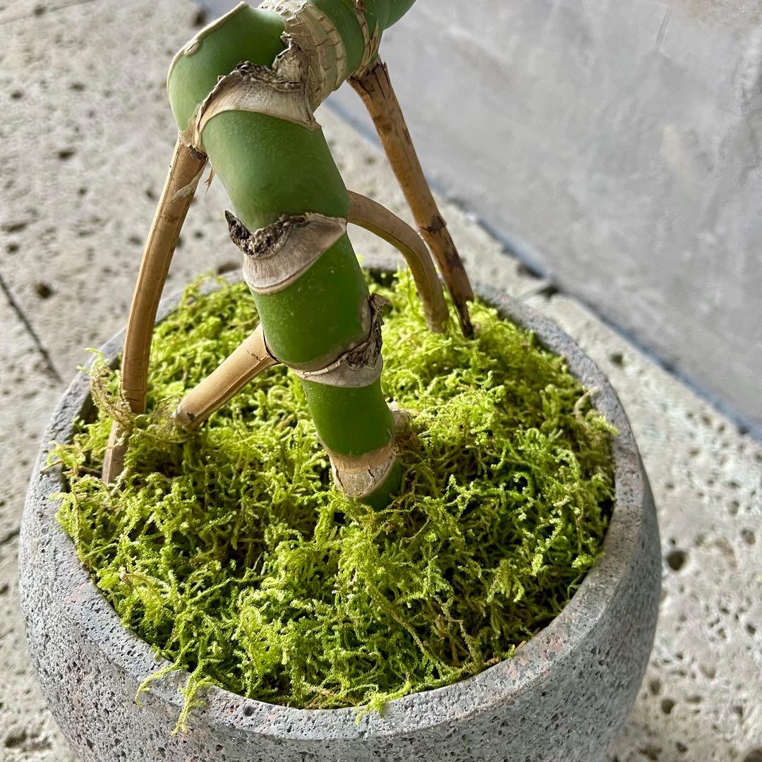 根上がり　モンステラ　天然苔仕立て　陶器鉢　植え込み発送