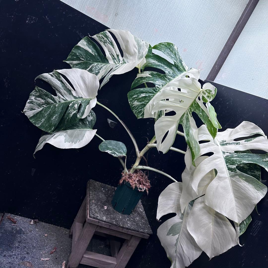 ま*さ様 斑入りモンステラ ホワイトタイガー極美大株62cm白斑多