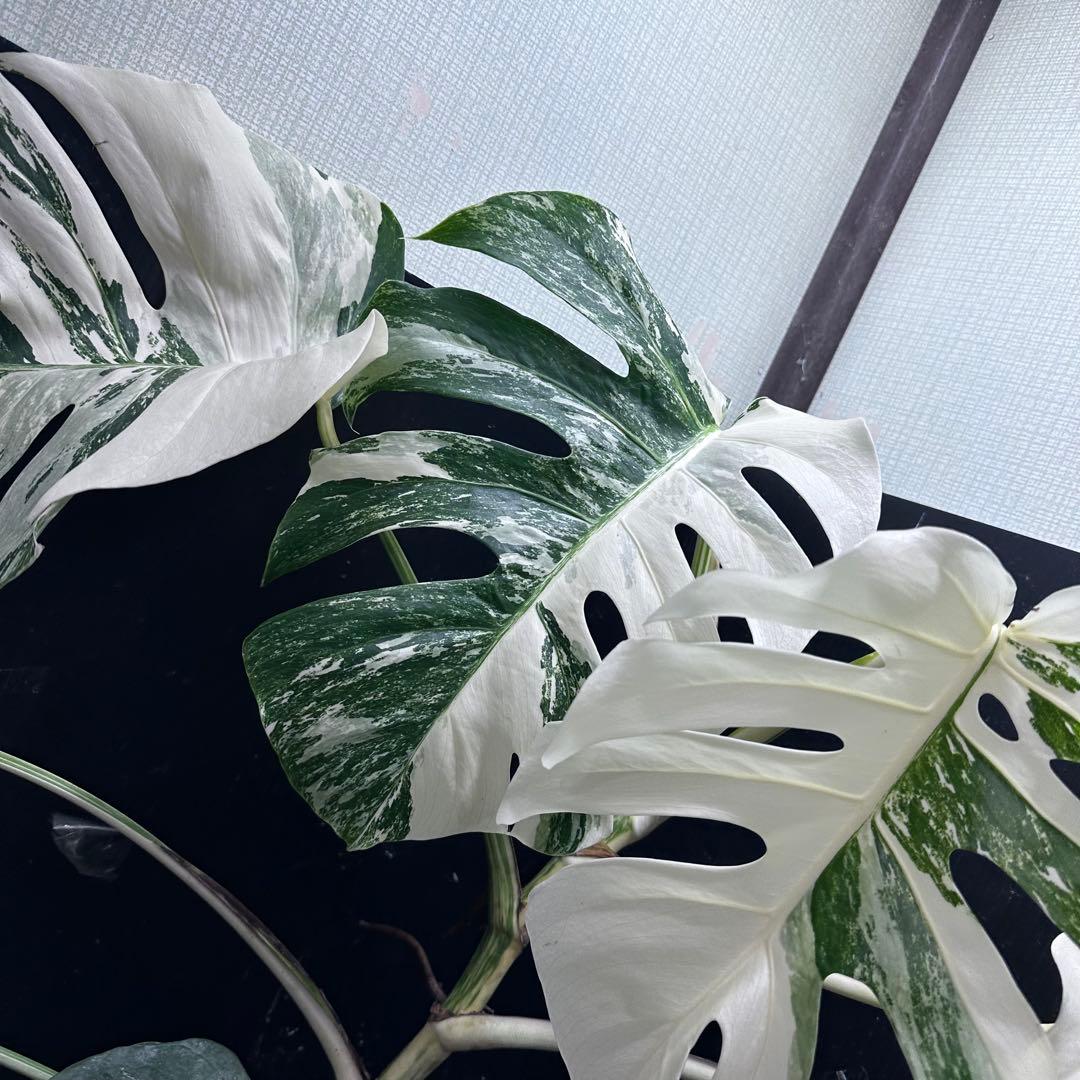 ま*さ様 斑入りモンステラ ホワイトタイガー極美大株62cm白斑多