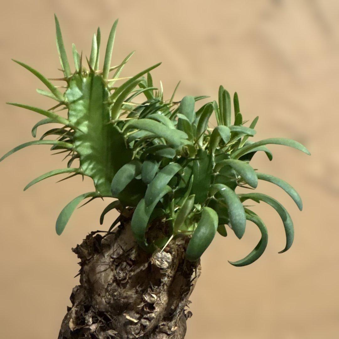 【希少発根済み】ユーフォルビア ムランジーナ コンパクト現地球