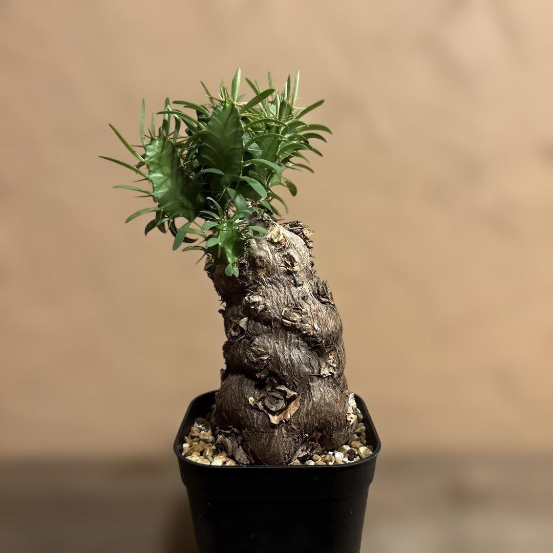 【希少発根済み】ユーフォルビア ムランジーナ コンパクト現地球