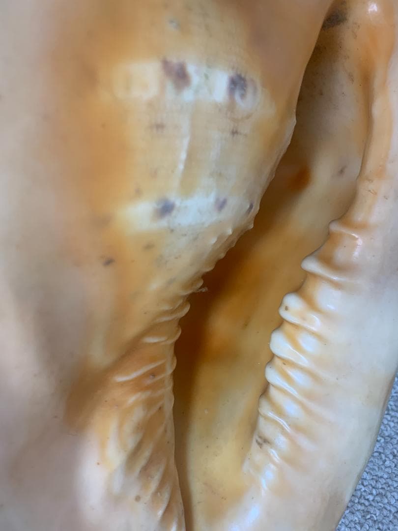 珍品　唐冠貝（トウカムリガイ）H23cmxW20cmxD23cm 美品