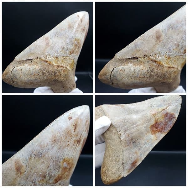 極上 メガロドン 歯 化石 本物 インドネシア 137.08mm mg11