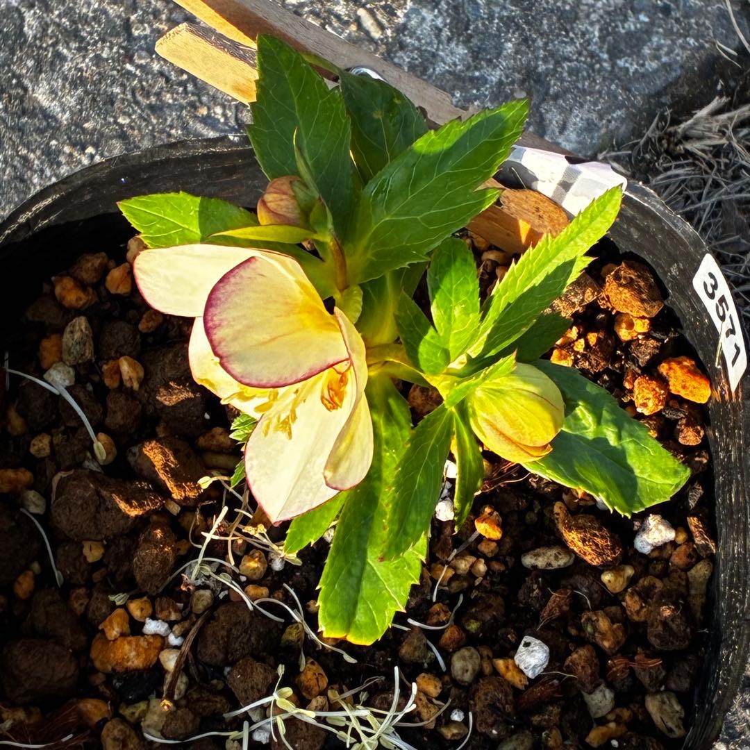 ヘ*6様 571☘️花蕾付☘️⭐️糸ピコSD⭐️イエローフジタ⭐️小輪⭐️オーレ