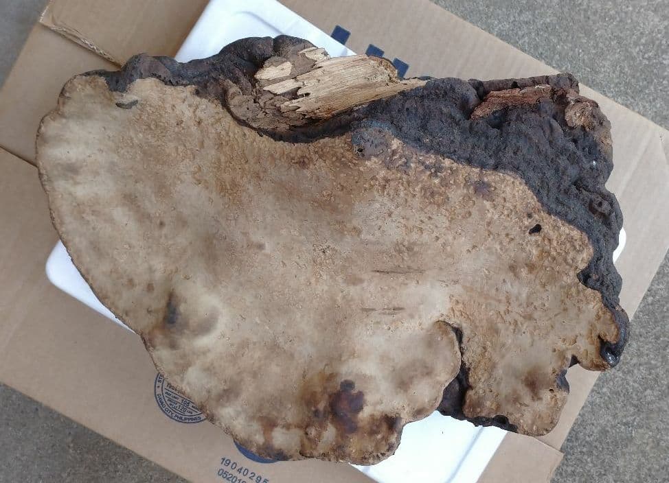 観賞用 さるのこしかけ 2.2キロ 白山 天然物 万年茸 サルノコシカケ 霊芝