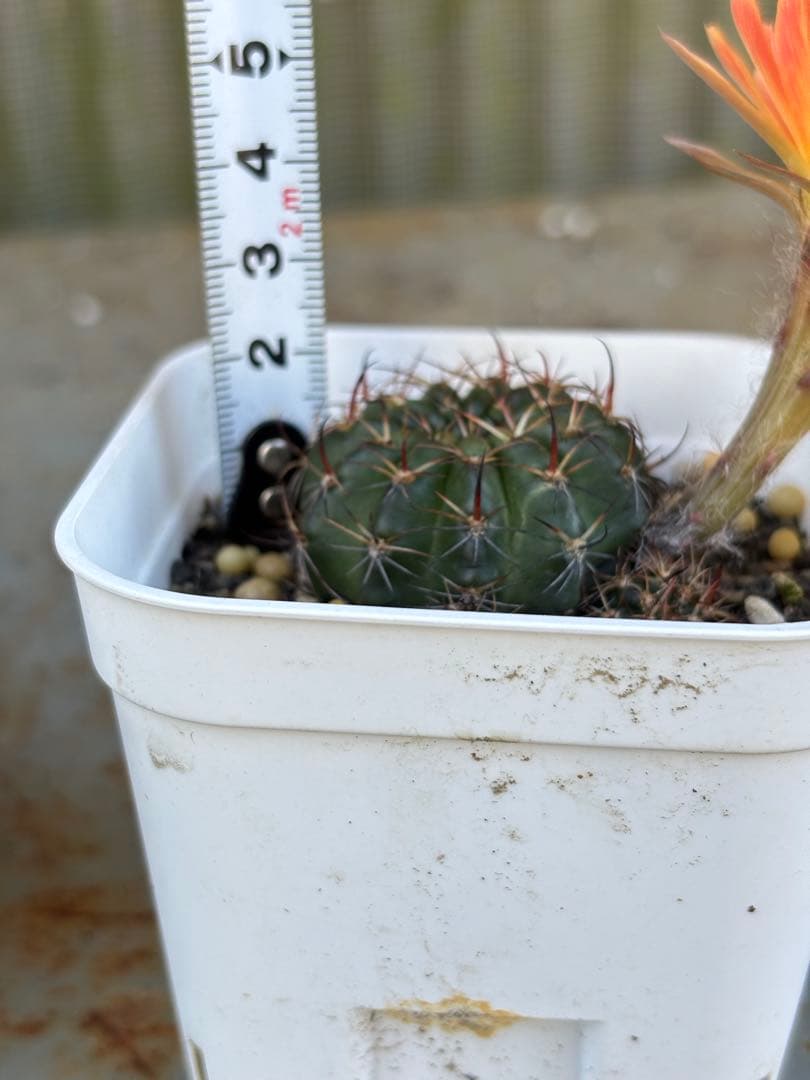 多肉植物　花サボテン　ロビビア属　L-33