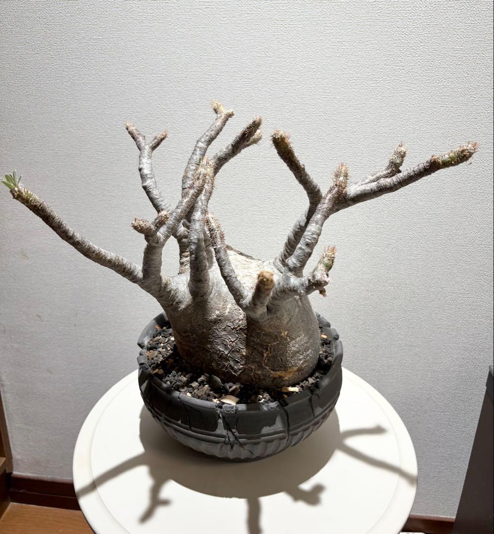 パキポディウム　グラキリス現地株　美株 ワイルドヘブン鉢植え込み