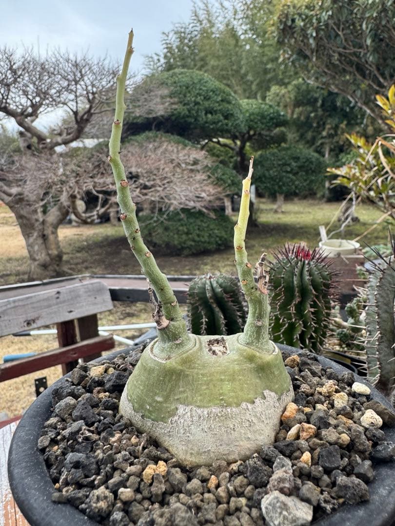 アデニア　グラウカ　①