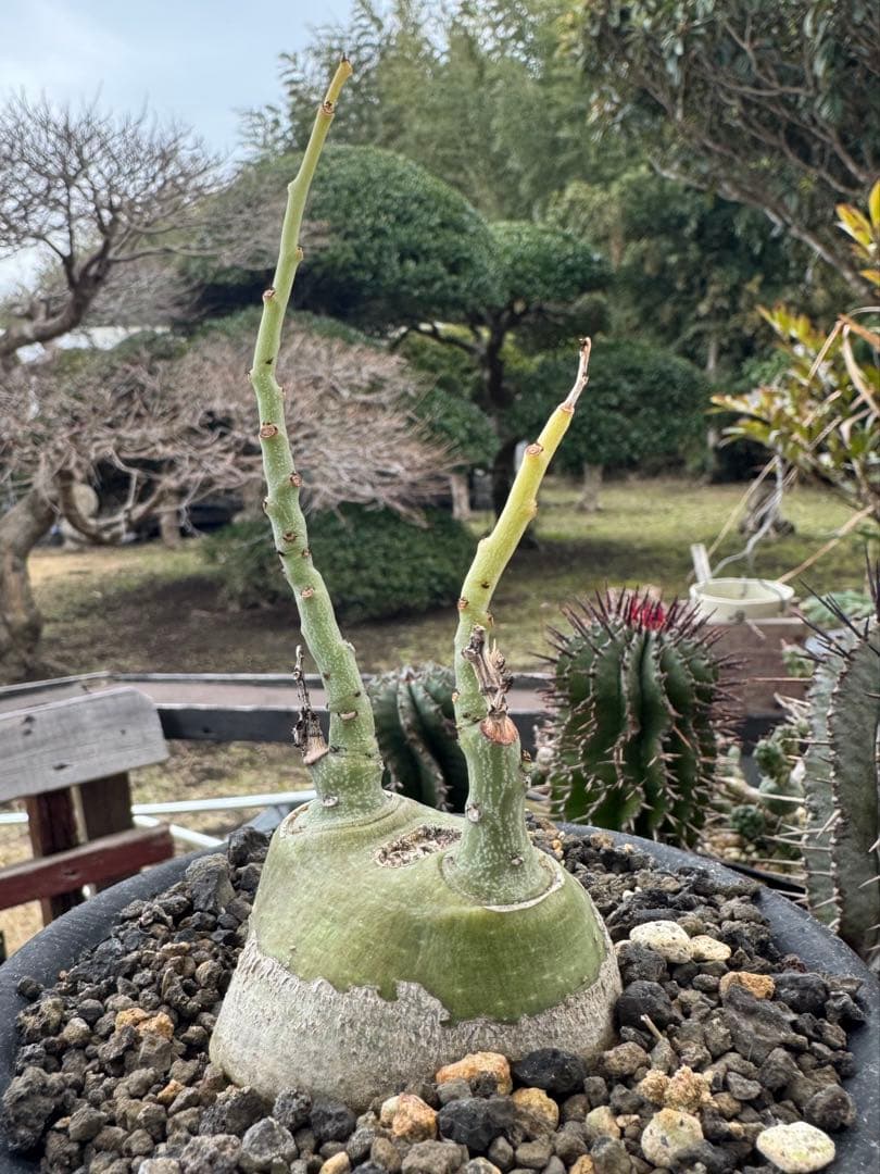 アデニア　グラウカ　①